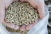 Only feed pigs approved feeds such as these pig pellets 