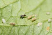 The insect pest, tomato potato pysllid, on underside of leaf.