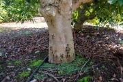 The lower trunk area of an avocado tree where there are old mostly healed wounds from the injection of  potassium phosphonate solutions.