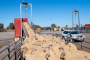 Sheep waiting to be loaded onto truck