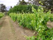 Vineyard