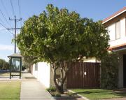 Mango trees growing in suburban Perth can bear well.