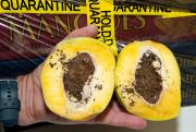 Mango cut in two halves exposing the infested seed and resulting damage caused by mango seed weevil