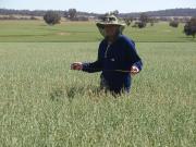 Mark Holland walking through an oat crop inspecting for certification