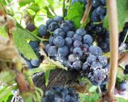 Mealy bug damage on grape bunch