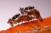 Medflies mating