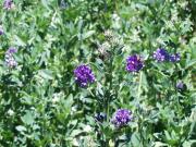 Purple flowers of lucerne