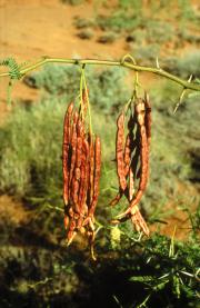 Mesquite seed pods