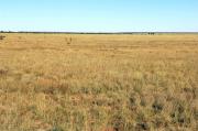Photograph of Mitchell grass alluvial plains pasture in good condition on the Inverway land system