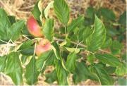 Manganese deficiency symptoms on apple leaves