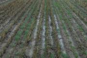 Water ponding on repellent soil after rain