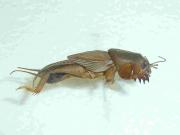 Mole cricket adults chew holes in potato tubers making them unmarketable 