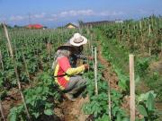 Indonesian farmers monitoring potato crops to avoid unnecessary applications of insecticide 