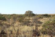 Mulga Short Grass Forb pasture in the Ullawarra land system
