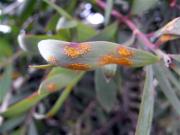 Orange pustules of myrtle rust on green Melaleuca leaves