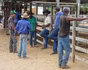Group of indigenous cattleman at cattle yards