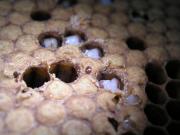 Varroa mite in brood is small, shiny and reddish brown