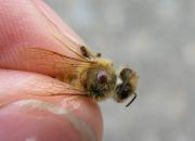 Varroa mite appears as a small reddish brown oval on the bee