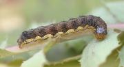 Native budworm caterpillar