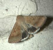 An adult native budworm moth. 
