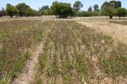 Gatton panic trial plot with lupin crop sown over the top.