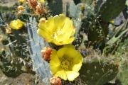 Wheel cactus yellow flower