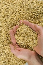 A handful of bright, plump oat grain.