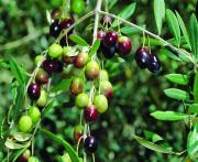 Tree with close up of green, black and fruit which is half green and half black.