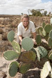 wheel cactus