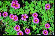 Purple flowers and green vegetation of a weed species Oxalis purpurea
