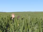 Grower lost in high yielding wheat crop sown after field peas