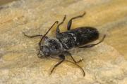 EHB Adult Beetle