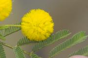 Acacia nilotica yellow flower and leaves