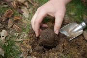 truffle being harvested with hand trowel