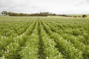white flowering lupin crop with trees in the background