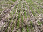 Crop establishment on 27th May at trial site
