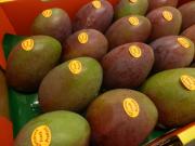 Keat mangoes grown in Carnarvon