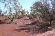 Trees grown for a carbon sequestration project undertaken in arid lands near Leonora 
