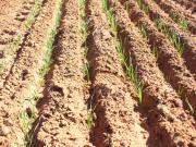 Wheat at Pindar, 11 days after seeding on 9th April