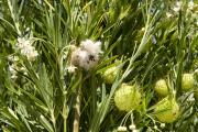 Narrow-leaf cotton bush (Gomphocarpus fruticosus) flower and seed pods