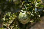 Picture of apple of Sodom fruit