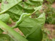 Looper larvae can defoliate potato crops resulting in reduced tuber size and yield