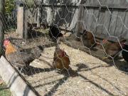 Chickens in a well fenced fowl run.
