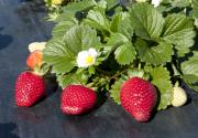 Strawberries ripe for harvesting