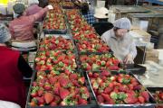 Packing strawberries
