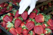 Gloved hand handling punnet of strawberries
