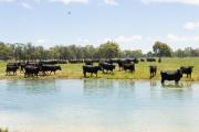 Cattle at a dam
