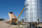 Grain truck unloading oats through an auger into a silo for feed use