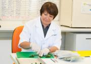 Virologist in laboratory preparing plant parts for virus testing