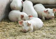 NLIS to be introduced for pigs 